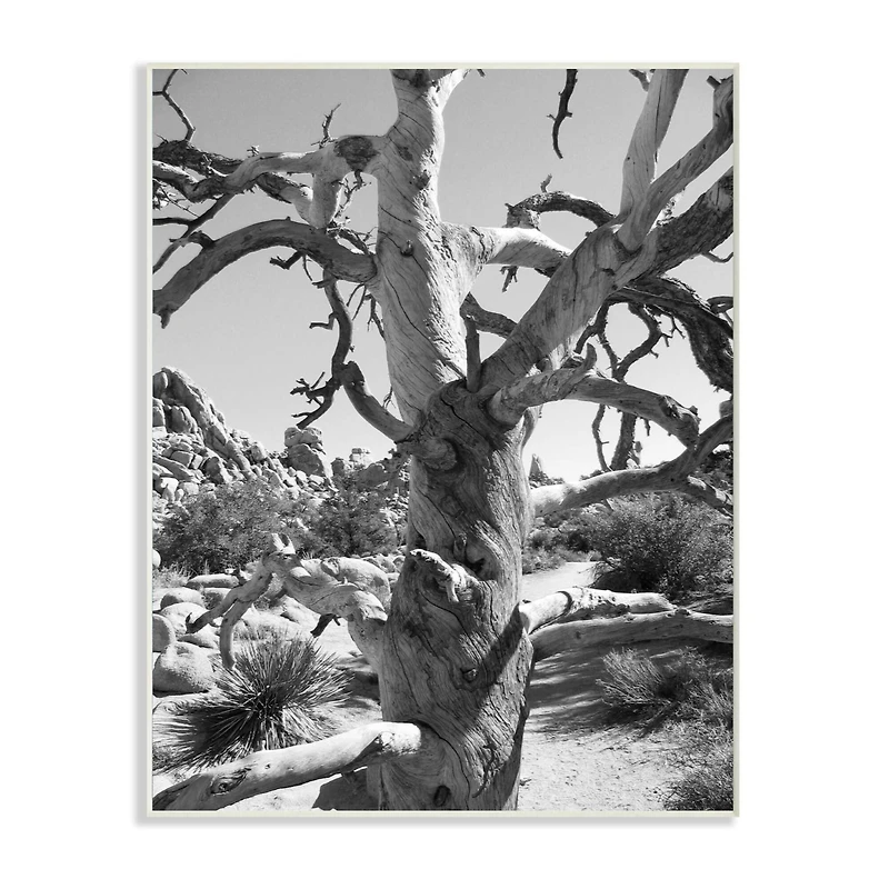 Stupell Industries Black & White Desert Tree Photograph Wall Plaque