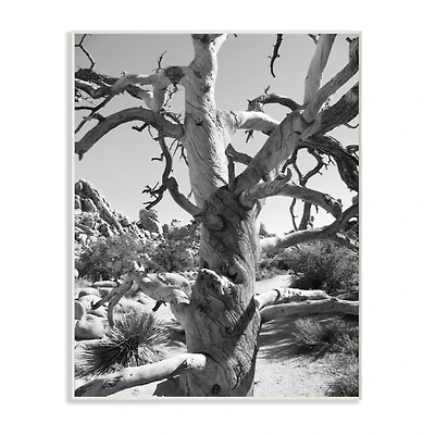 Stupell Industries Black & White Desert Tree Photograph Wall Plaque