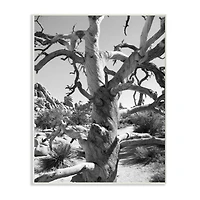 Stupell Industries Black & White Desert Tree Photograph Wall Plaque