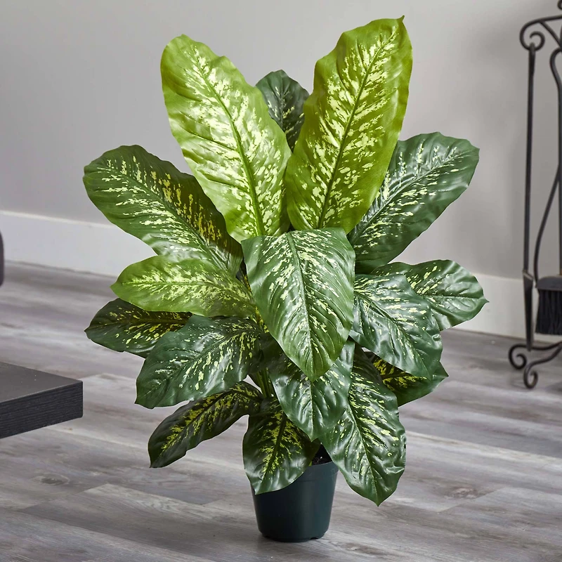 3ft. Potted Dieffenbachia Plant