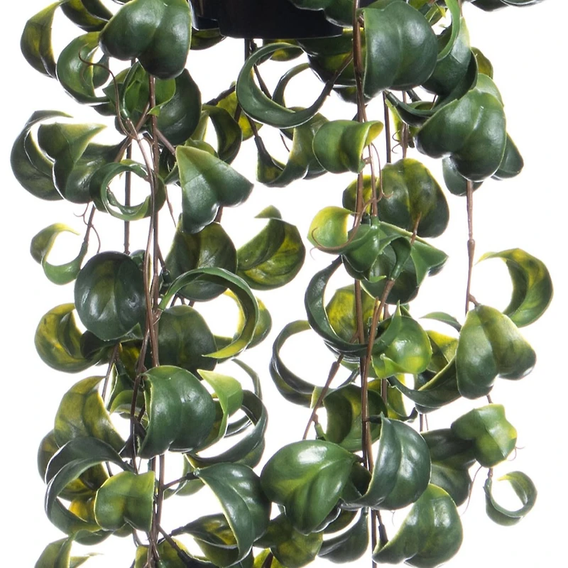 25" Green Potted Hanging Curly Ficus by Ashland®