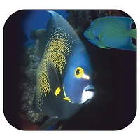 Schylling View-Master® Discovery Kids™ Boxed Set