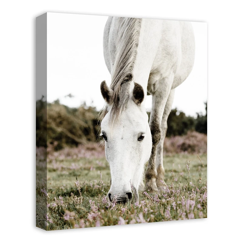 Grazing White Horse 16" x 20" Canvas Wall Art