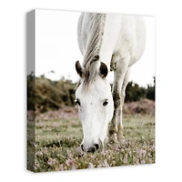 Grazing White Horse 16" x 20" Canvas Wall Art