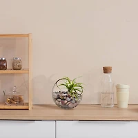 Air Plant Succulent Plant, 12ct.