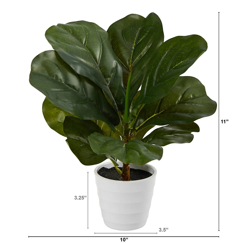 11" Fiddle Leaf Fig Plant in Decorative White Planter