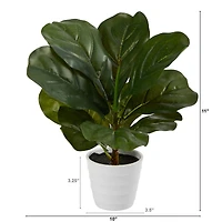 11" Fiddle Leaf Fig Plant in Decorative White Planter