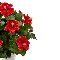 22" Hibiscus Flowering Plant in Swirl Planter
