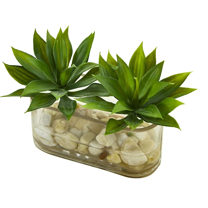 6.5" Mini Agave Succulent Arrangement in Glass Vase