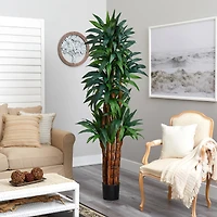 6.5ft. Potted Dracaena Tree