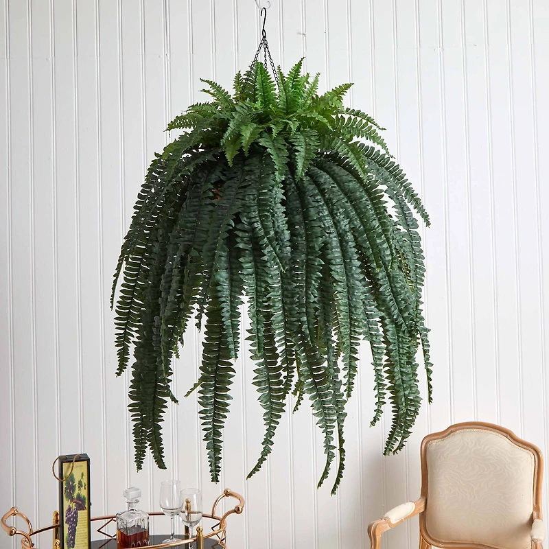 50” Giant Boston Fern in Hanging Cone Basket