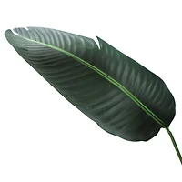 5.25ft. Potted Travelers Palm Tree