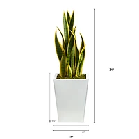 2.5ft. Snake Plant in White Metal Planter
