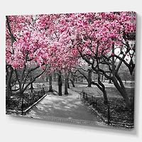 Designart - Cherry Blossoms