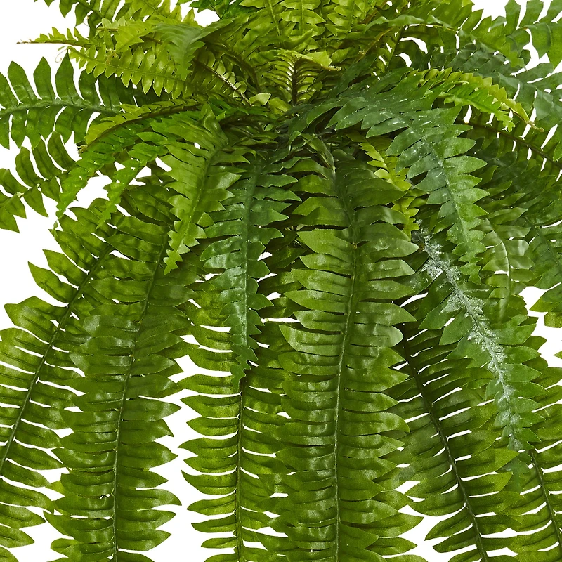 35” Boston Fern Plant, 2ct.