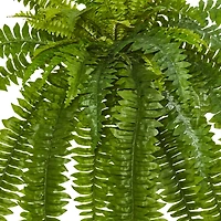 35” Boston Fern Plant, 2ct.