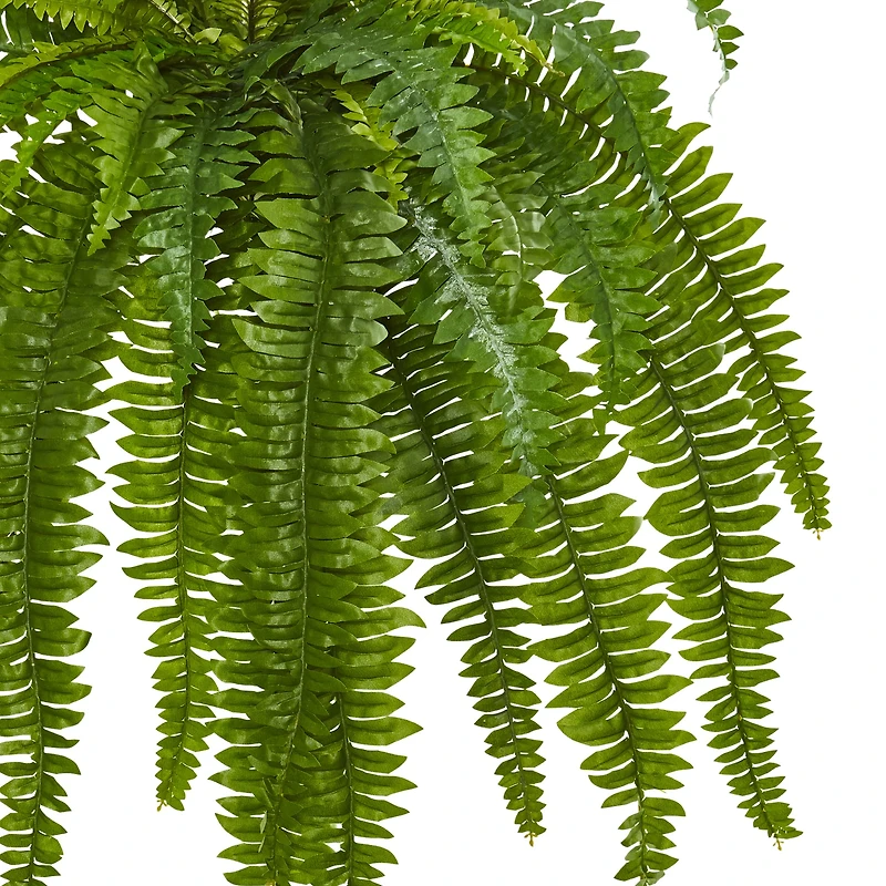 35” Boston Fern Plant, 2ct.