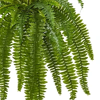 35” Boston Fern Plant, 2ct.