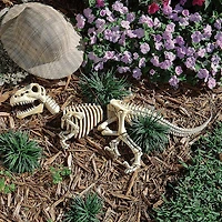 Design Toscano Raptor Skeleton Garden Sculpture