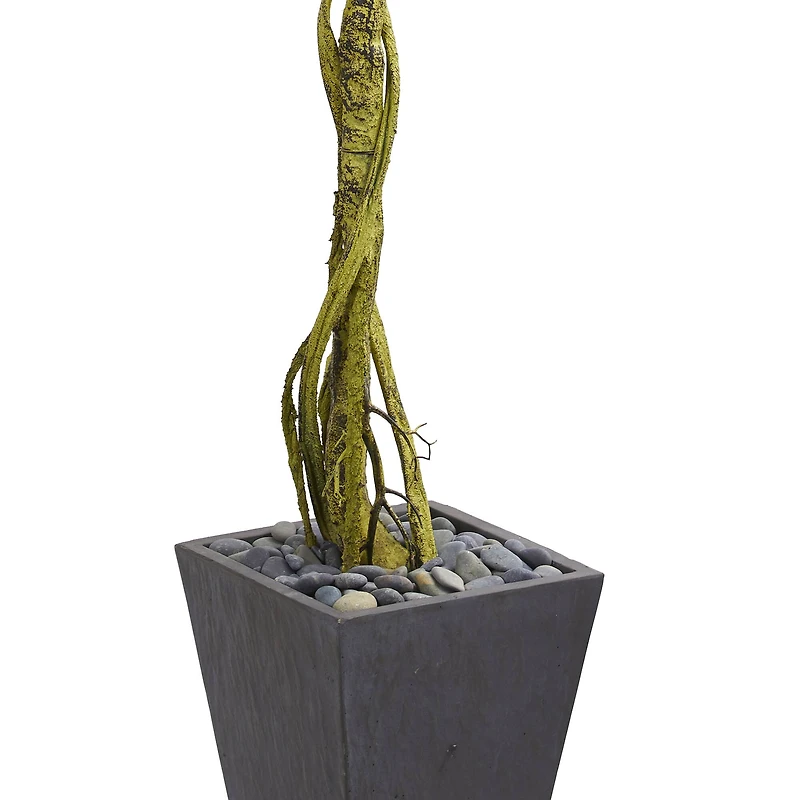 6ft. Ficus Tree in Slate Tower Planter