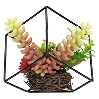 5.5" Succulent Arrangement in Black Metal Wire Frame