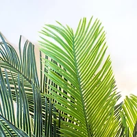 4.5ft. Cycas Plant in White Tower Planter