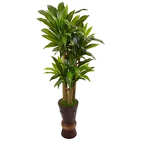 5ft. Cornstalk Dracaena Plant in Wooden Planter