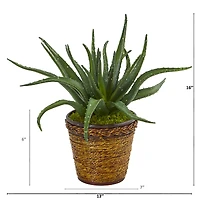 16" Aloe in Basket