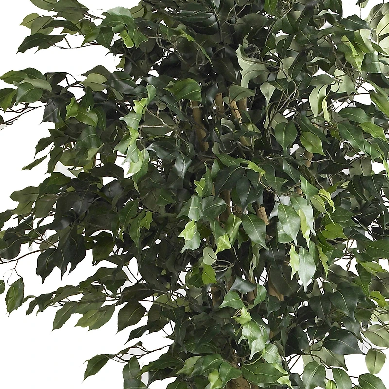 6ft. Potted Double Ball Ficus Silk Tree