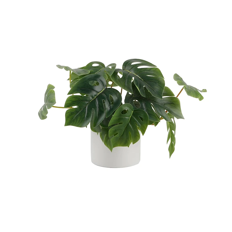 Flora Bunda® 13" Trailing Split Leaf Philodendron in White Ceramic Pot