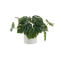 Flora Bunda® 13" Trailing Split Leaf Philodendron in White Ceramic Pot