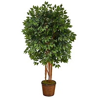 5.5ft. Super Deluxe Ficus Tree in Wicker Planter