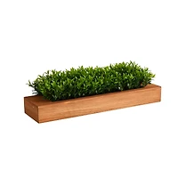 6" Sweet Grass Plant in Decorative Planter