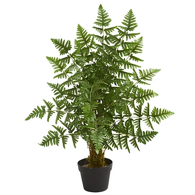 3ft. Potted Ruffle Fern Palm Tree