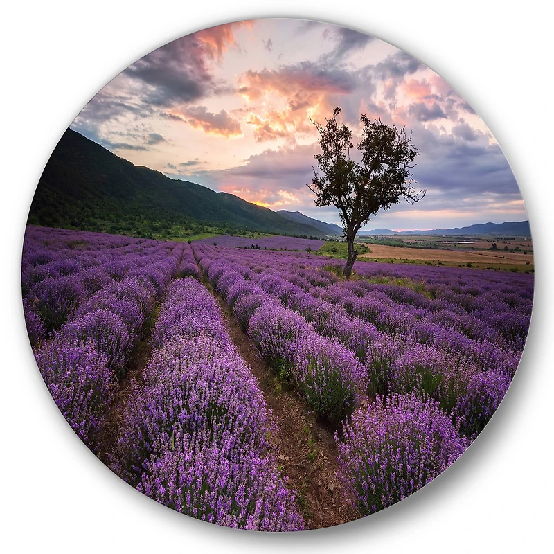 Designart - Lavender Field At Dawn III