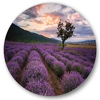 Designart - Lavender Field At Dawn III