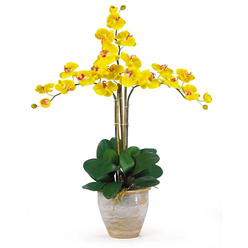 Triple Phalaenopsis Orchid Flower Arrangement In Ceramic Vase