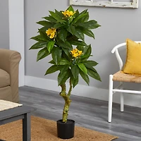 4ft. Potted Plumeria Tree