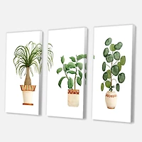 Designart - Trio of House Plants Ponytail Palm and Ficus