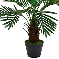 3ft. Potted Green Palm Plant