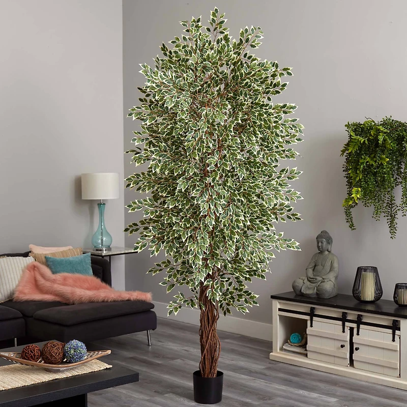 7.5ft. Potted Variegated Mini Ficus Tree