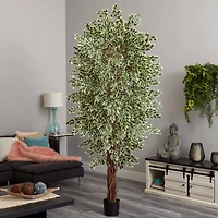 7.5ft. Potted Variegated Mini Ficus Tree