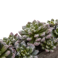 13.5" Succulent Garden with Textured Concrete Planter