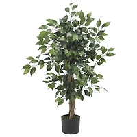 3ft. Potted Ficus Tree
