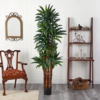6.5ft. Potted Dracaena Tree