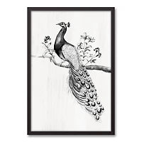 Perching Peacock 21.73" x 31.73" Black Framed Canvas