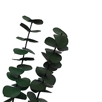 24" Eucalyptus Bundle by Ashland