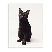 Stupell Industries Cute Black Cat Expressive Eyes Pet Portrait Wall Plaque
