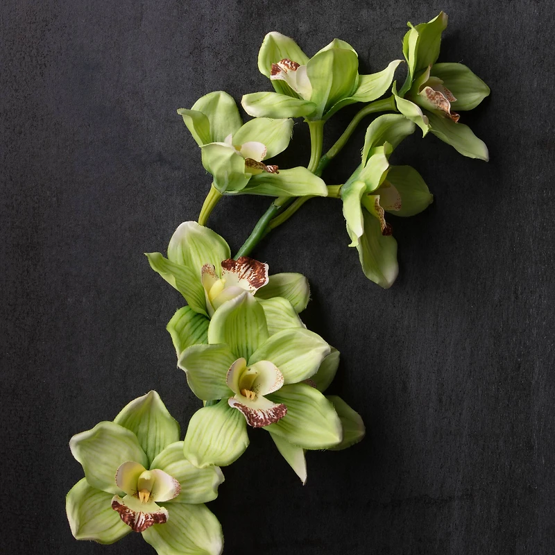 8 Pack: Pale Green Boat Orchid Stem by Ashland®