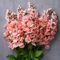 10 Pack: Coral Wisteria Bush by Ashland®